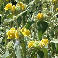 Phlomis fruticosa Jerusalem sage