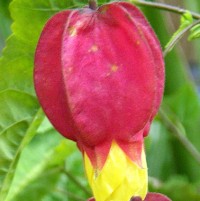Abutilon Chinese Lantern