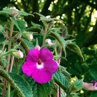 Achimenes