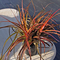 Aechmea recurvata red form