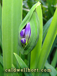 Agapanthus 'Elaine' in bud