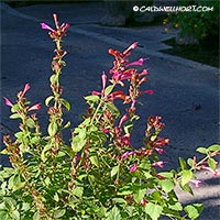 Agastache 'Tutti Fruiti'