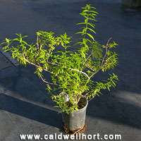 Lemon Verbena