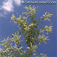 Aloysia-virgata-Sweet Almond Verbena
