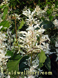 Alternanthera 'Snow on the Mountain'