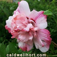 Hibiscus syriacus