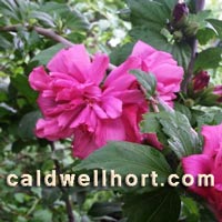 Hibiscus syriacus