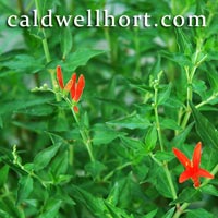 Anisacanthus wrightii