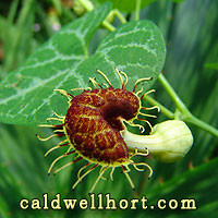 Aristolochia fimbriata Flower
