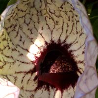 Aristolochia grandiflora