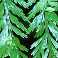 Asplenium bulbiferum