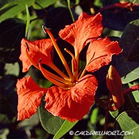 Bauhinia galpinii