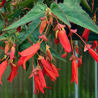 Bonfire Begonia
