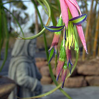 Billbergia nutans - Queen's Tears