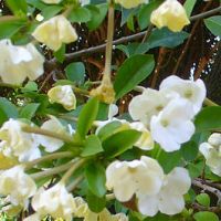 Brunfelsia lactea
