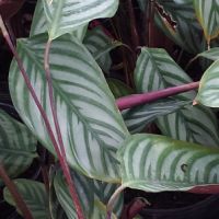 Calathea standing tiger