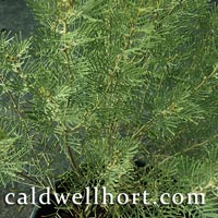 Cassia artemisioides