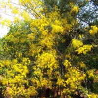 Cassia fistula Golden Shower Tree