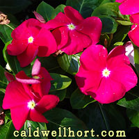 Nirvana&trade; Vinca
