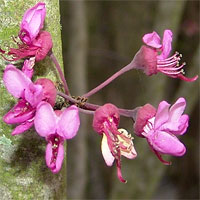 Mexican Redbud