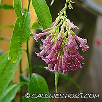 Cestrum purple