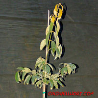 Cinnamomum chekiangensis