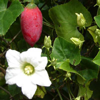 Coccinia grandis ivy gourd