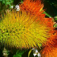 Combretum fruticosum