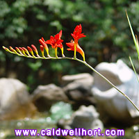 Crocosmia 'Lucifer' 