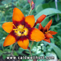 Crocosmia x crocosmiiflora 'Emily McKenzie'