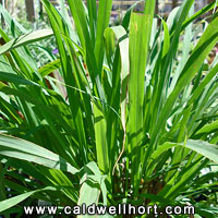 Cymbopogon citrates - Lemongrass