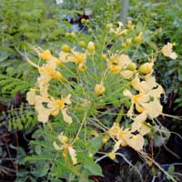 Cassia bicapsularis