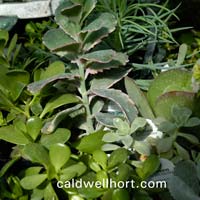 succulents