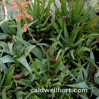 aloes