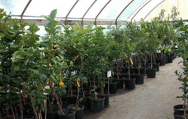 citrus trees