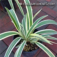 Dianella-tasmanica-Variegata