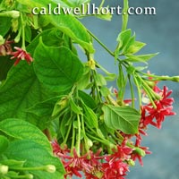 Double Rangoon Creeper