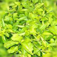 Duranta Cuban Gold