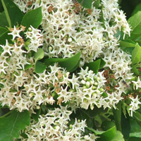 Sandpaper Tree Flowers