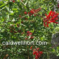 Erythrina x bidwillii