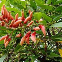 Erythrina crista-galli
