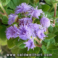 Eupatorium coelestinum