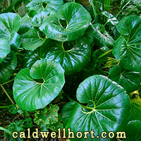 Farfugium japonicum 'Gigantea'