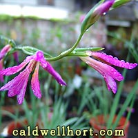 Gladiolus byzantinus