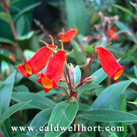 Gloxinia sylvatica 'Bolivian Sunset'