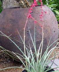 Hesperaloe parviflora 'Brake Lights' Yucca