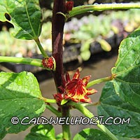 Hibiscus sabdariffa