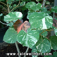 Hibiscus tiliaceus 'Variegata'