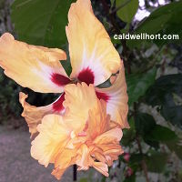 Hibiscus 