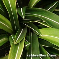 Hippeastrum reticulatum striatifolium